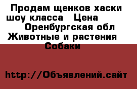 Продам щенков хаски шоу класса › Цена ­ 12 000 - Оренбургская обл. Животные и растения » Собаки   